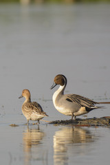 Pintail Duck