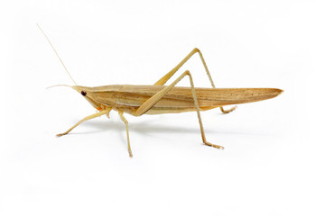 Single Brown Grasshopper Isolated On White