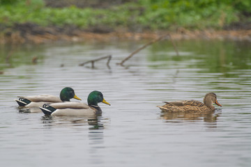 Mallard Duck