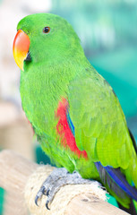 Fototapeta na wymiar Single Green Parrot Catch On Perch