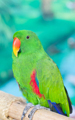 Single Green Parrot Catch On Perch