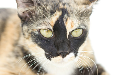 Close up Of Inbreeding Cat Portrait