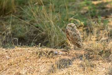 Burrowing owl