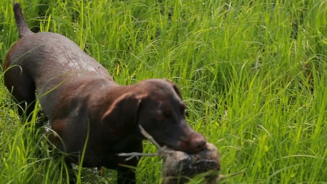 Pointing dog in the hunt, Kurzhaar, drathaar hunting.