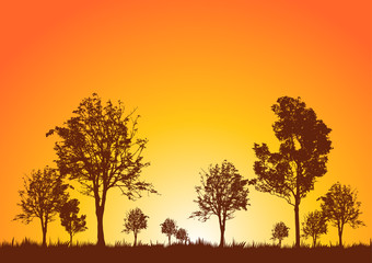 Fototapeta na wymiar Silhouettes of trees at sunset.