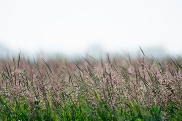 Obraz na płótnie Canvas Rice field in wind