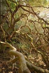 Twisted enchanted tree limbs