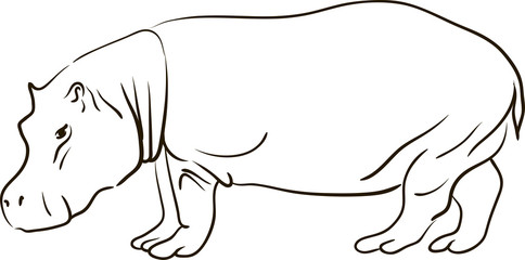 Hand drawn line art black and white sketch of a cartoon hippopotamus on a white background