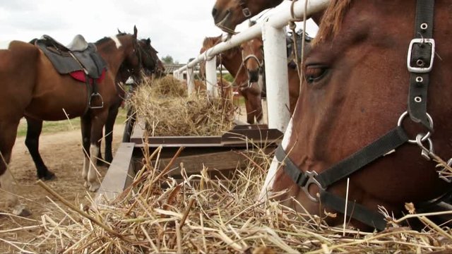 Horse chewing hay.