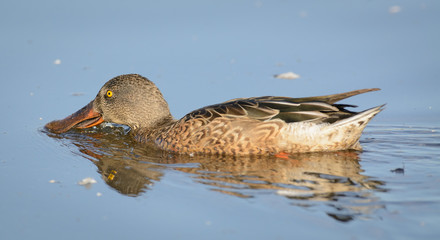 Female northern shoveler duck