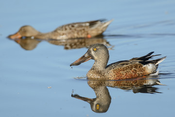 Fototapeta premium Juvenile Nortern Shoveler duck