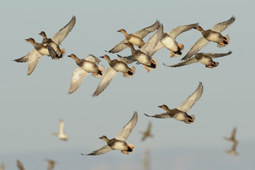 Flying Gadwall Flock