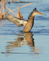 Female Northern Shoveler