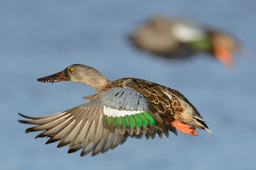 Obraz premium Flying Northern Shoveler