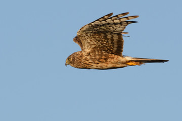 Northern Harrier hawk flying