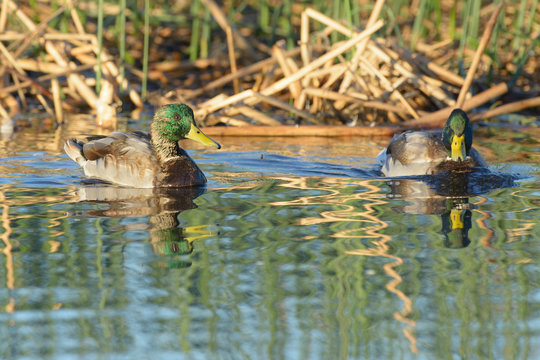 Two juvenile male mallard ducks swimming.
