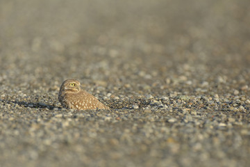 Burrowing owl