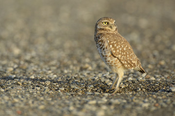 Burrowing owl