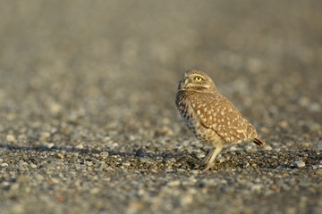 Burrowing owl