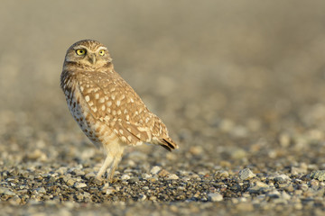 Burrowing owl