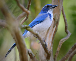 Western Scrub Jay