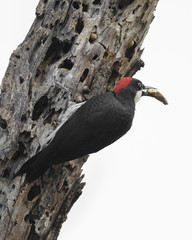Acorn woodpecker with acorn in mouth