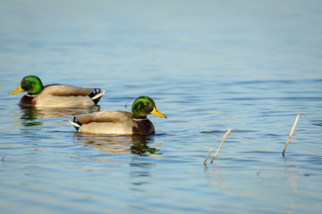 Mallard drake males swim on water