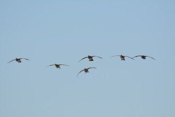 Small flock gadwall ducks landing locked up