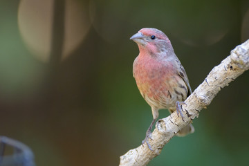 House finch perched