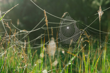 Nets/Cobweb on the grass