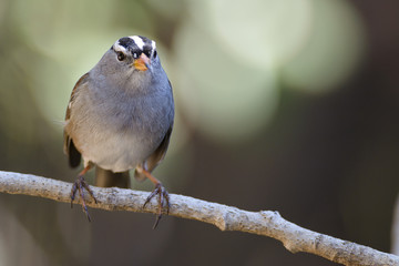 White crowned sparrow perched