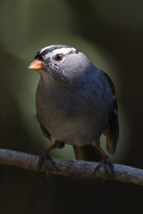 White crowned sparrow