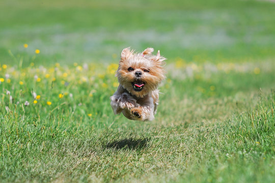 The fastest/Yorkshire Terrier running