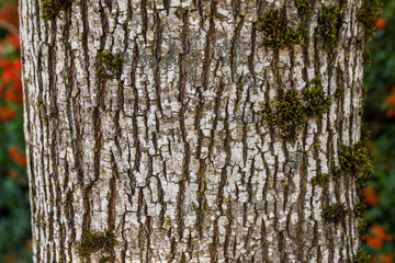 Obraz premium Pattern for Background or texture Grey tree bark