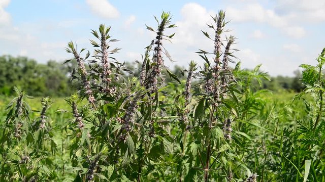 Leonurus cardiaca, known as motherwort, is herbaceous perennial plant in mint family, Lamiaceae.