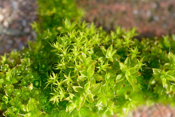 moss growing in brick pathway