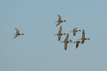 Pintail ducks flying formation