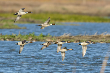 Pintail ducks flying formation