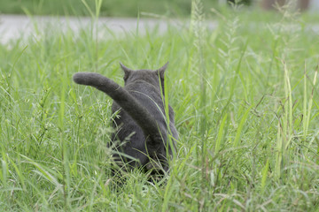 The cat is urinating on the grass