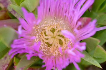 pink flower close up