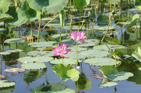 Pink Water Lillies, Yellow River, Australia
