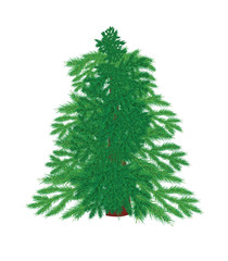 Christmas tree on a white background without decorations