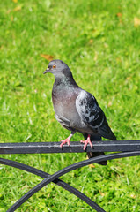 The pigeon is sitting on the fence.