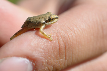 Super Tiny Tree Frog