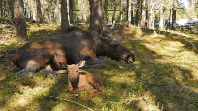     Female moose with two one-hour newborn calf