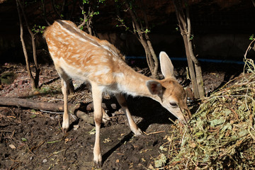 baby of deer eat dry grass in farm 
