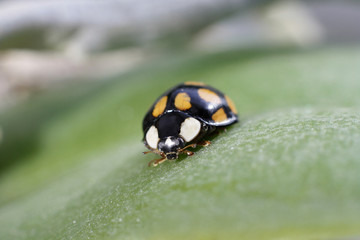 Божья коровка на зеленом листе