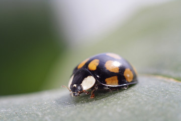 Божья коровка на зеленом листе