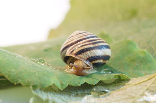 Grape snail on a grape leaf. Snail isolated.