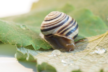 Grape snail on a grape leaf. Snail isolated.